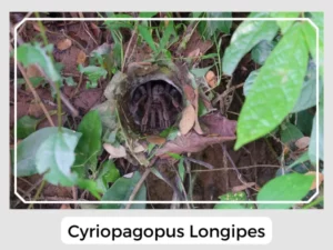 Cyriopagopus Longipes