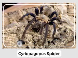 Cyriopagopus Spider