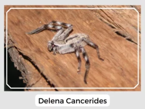 Delena Cancerides