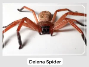 Delena Spider