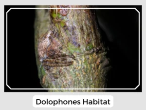 Dolophones Habitat