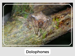 Dolophones Image