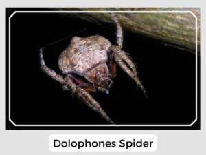Dolophones Spider
