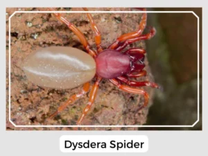 Dysdera Spider
