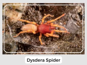 Dysdera Spider Image