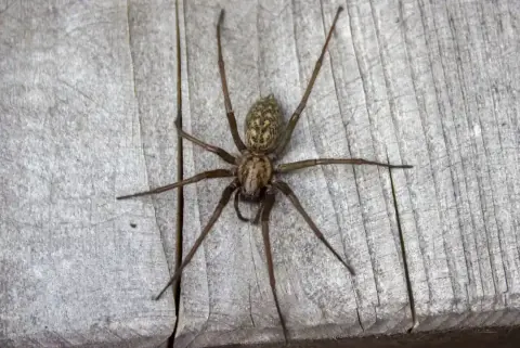 Eratigena Spider