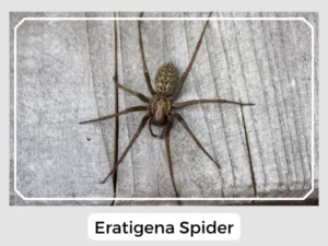 Eratigena Spider