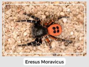 Eresus Moravicus
