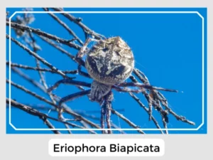 Eriophora Biapicata