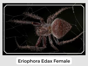 Eriophora Edax Female