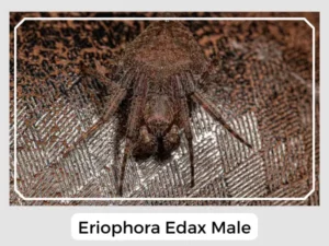 Eriophora Edax Male
