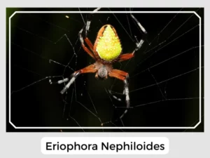 Eriophora Nephiloides
