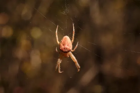 Eriophora Spider