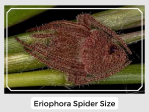 Eriophora Spider Size