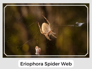 Eriophora Spider Web