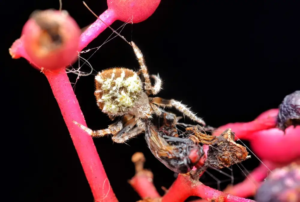 Eriovixia Spider