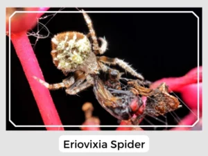 Eriovixia Spider