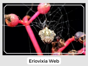 Eriovixia Web