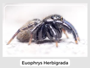 Euophrys Herbigrada