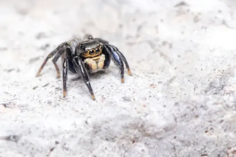Euophrys Spider