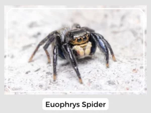 Euophrys Spider