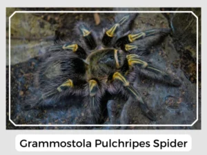 Grammostola Pulchripes Spider