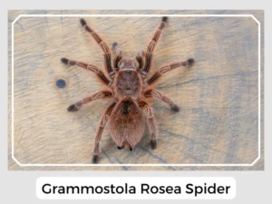 Grammostola Rosea Spider