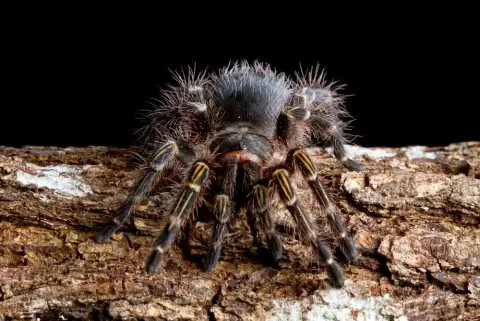 Grammostola Spider