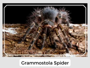 Grammostola Spider