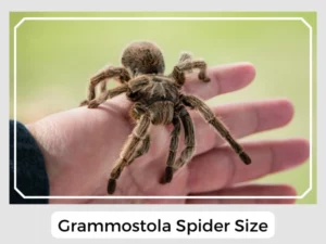 Grammostola Spider Size