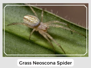 Grass Neoscona Spider