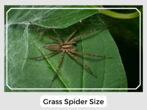 Grass Spider Size