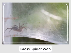 Grass Spider Web