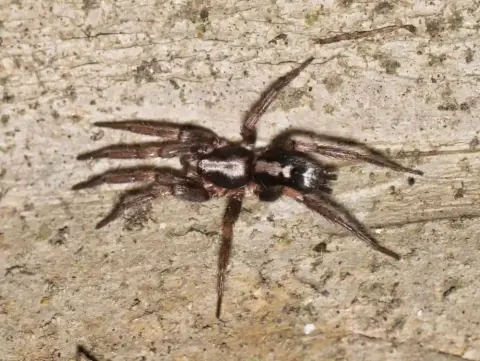 Herpyllus Spider