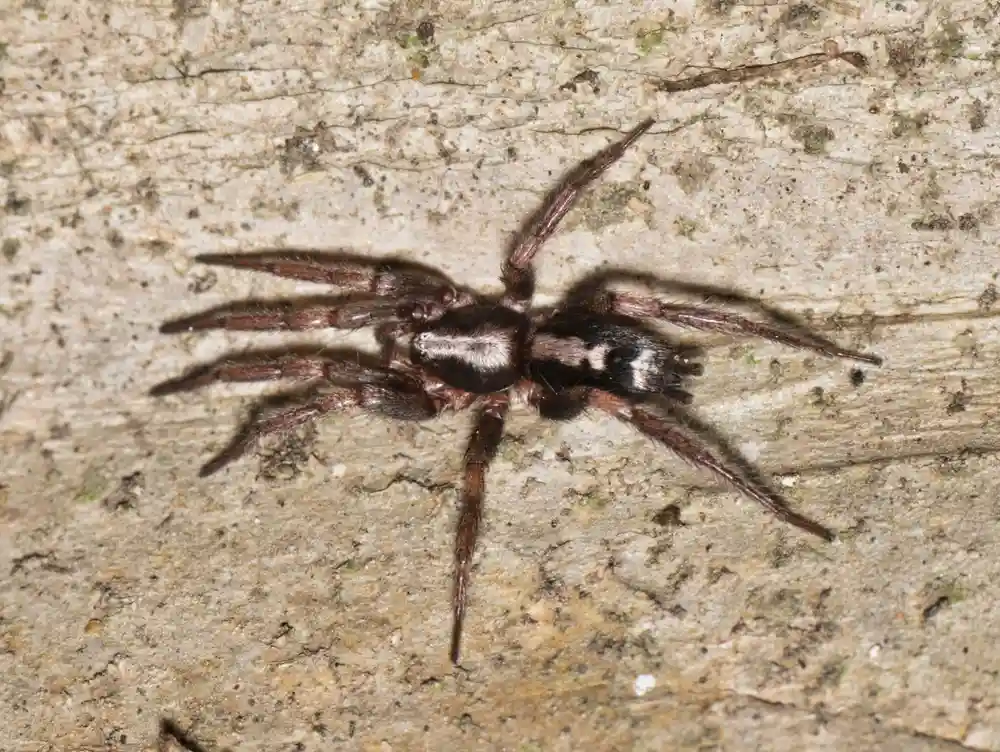 Herpyllus Spider