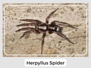 Herpyllus Spider