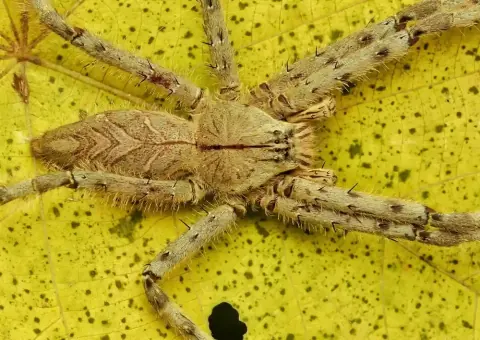 Heteropoda Spider