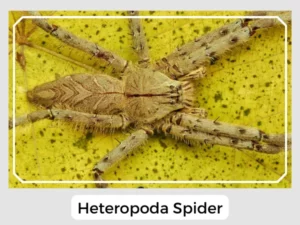 Heteropoda Spider