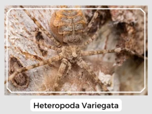 Heteropoda Variegata