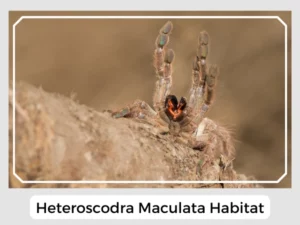 Heteroscodra Maculata Habitat