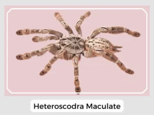 Heteroscodra Maculate Image