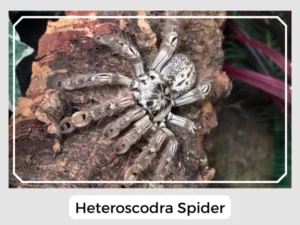 Heteroscodra Spider