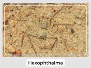 Hexophthalma