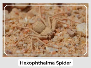 Hexophthalma Spider