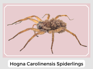 Hogna Carolinensis Spiderlings