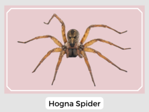 Hogna Spider