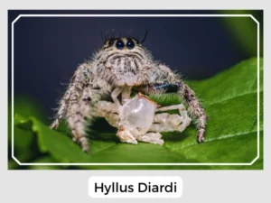 Hyllus Diardi