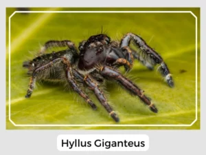Hyllus Giganteus