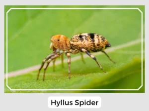 Hyllus Spider