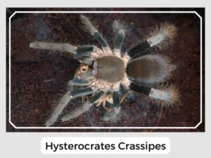 Hysterocrates Crassipes
